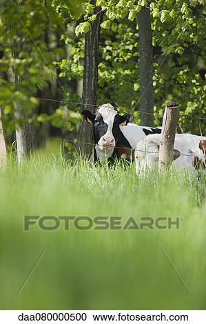 Cows behind barbed wire fence View Large Photo Image Stock Image - Cows behind barbed wire fence. Fotosearch