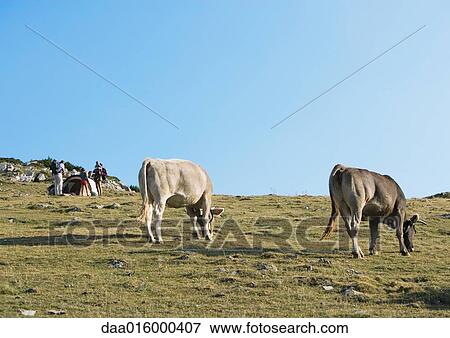 Cows grazing, campers in background View Large Photo Image Stock Photo - Cows grazing, campers in background. Fotosearch