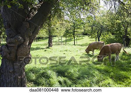Cows grazing in field View Large Photo Image Stock Photo - Cows grazing in field. Fotosearch