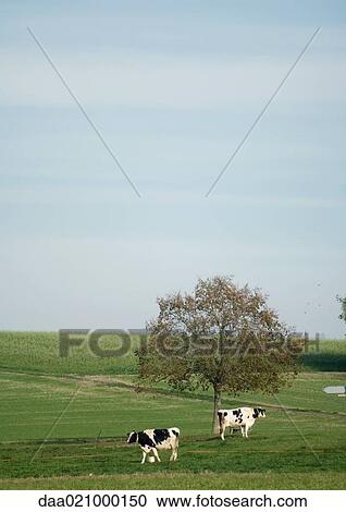 Cows grazing in green pasture View Large Photo Image Stock Image - Cows grazing in green pasture. Fotosearch