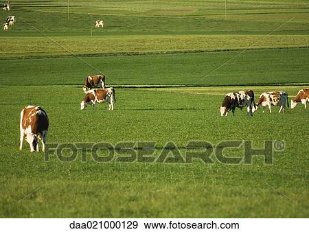 Cows grazing in green pasture View Large Photo Image Stock Photo - Cows grazing in green pasture. Fotosearch