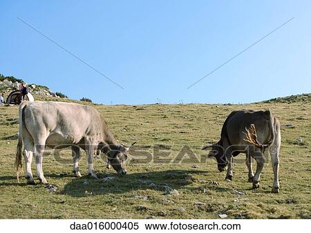 Cows grazing on hill View Large Photo Image Stock Photography - Cows grazing on hill. Fotosearch