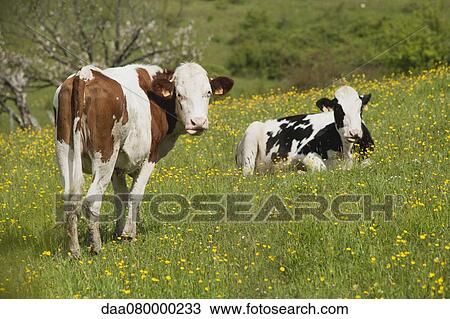 Cows in pasture View Large Photo Image Stock Image - Cows in pasture. Fotosearch