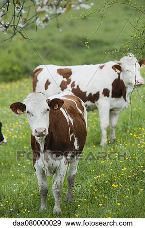 Cows in pasture View Large Photo Image Stock Photo - Cows in pasture. Fotosearch