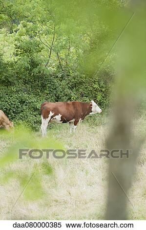 Stock Photography - Cows in pasture. Fotosearch