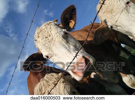 Cows looking through barbed wire fence, close-up View Large Photo Image Stock Image - Cows looking through barbed wire fence, close-up. Fotosearch