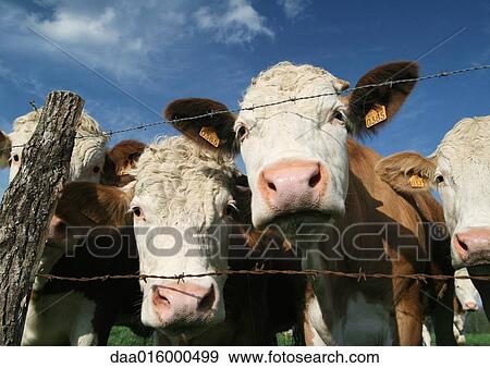Stock Photo - Cows looking through barbed wire fence, close-up. Fotosearch
