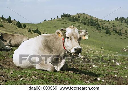 Cows lying in pasture View Large Photo Image Stock Photo - Cows lying in pasture. Fotosearch