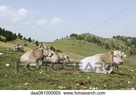 Cows lying on field View Large Photo Image Stock Photography - Cows lying on field. Fotosearch