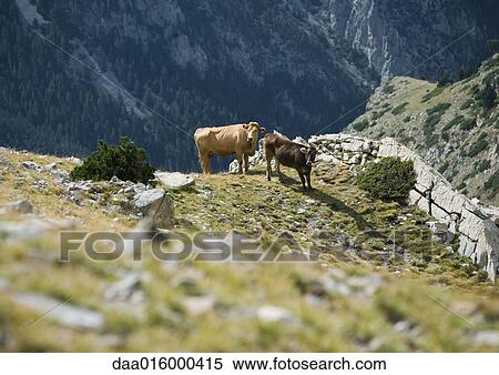 Cows standing on mountainside View Large Photo Image Stock Photography - Cows standing on mountainside. Fotosearch