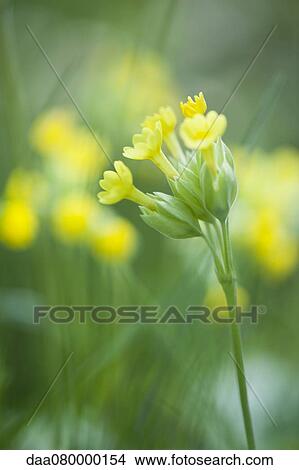 Cowslip (Primula veris) View Large Photo Image Picture - Cowslip (Primula veris). Fotosearch