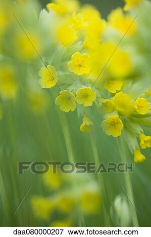 Cowslip (Primula veris) View Large Photo Image Stock Photo - Cowslip (Primula veris). Fotosearch