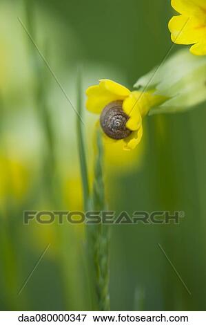 Stock Photo - Cowslip (Primula veris). Fotosearch
