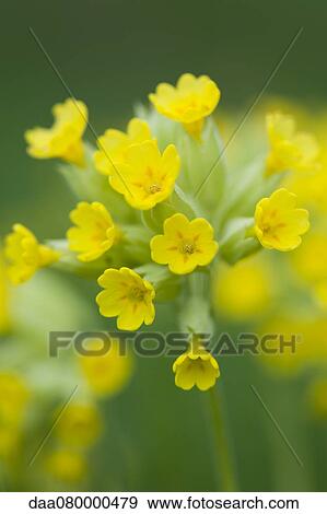 Cowslip (Primula veris) View Large Photo Image Stock Photo - Cowslip (Primula veris). Fotosearch
