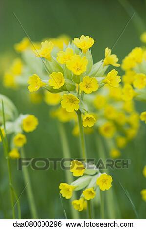 Cowslip (Primula veris) View Large Photo Image Stock Photograph - Cowslip (Primula veris). Fotosearch