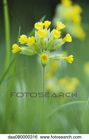 Cowslip (Primula veris) View Large Photo Image Stock Photograph - Cowslip (Primula veris). Fotosearch