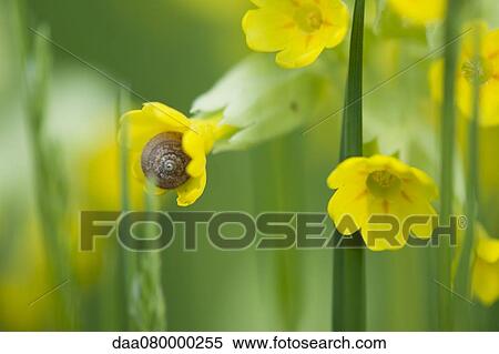 Cowslip (Primula veris) View Large Photo Image Stock Photography - Cowslip (Primula veris). Fotosearch