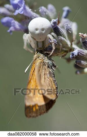 Crab spider capturing prey View Large Photo Image Stock Photo - Crab spider capturing prey. Fotosearch