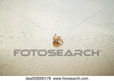 Crab walking along beach View Large Photo Image Stock Photo - Crab walking along beach. Fotosearch