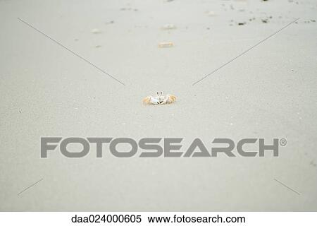 Crabs crawling across beach View Large Photo Image Stock Photography - Crabs crawling across beach. Fotosearch