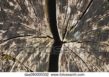 Cracked stump, close-up View Large Photo Image Stock Image - Cracked stump, close-up. Fotosearch