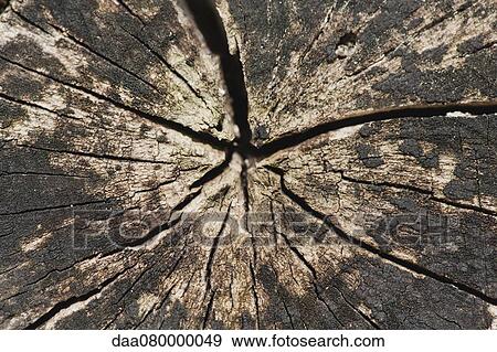 Stock Photo - Cracked stump, close-up. Fotosearch