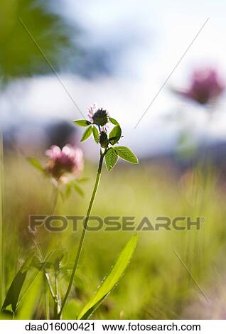 Stock Image - Crimson clover growing in field. Fotosearch