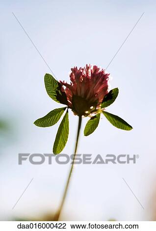 Crimson clover View Large Photo Image Stock Image - Crimson clover. Fotosearch