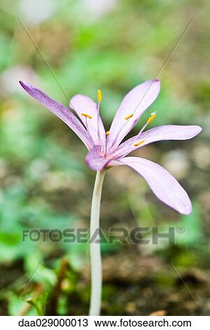 Crocus, close-up View Large Photo Image Stock Image - Crocus, close-up. Fotosearch