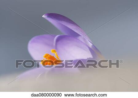 Crocus, close-up View Large Photo Image Stock Image - Crocus, close-up. Fotosearch