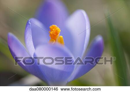 Stock Photograph - Crocus, close-up. Fotosearch