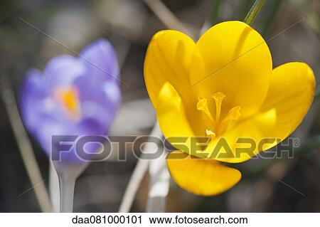Crocuses View Large Photo Image Stock Image - Crocuses. Fotosearch