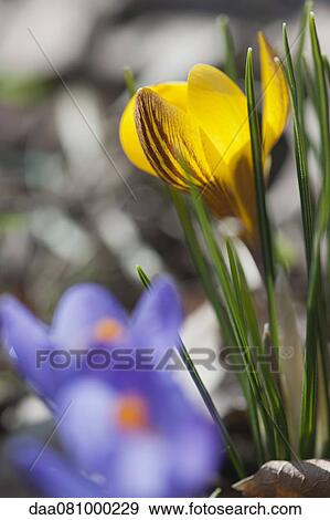 Crocuses View Large Photo Image Stock Photo - Crocuses. Fotosearch