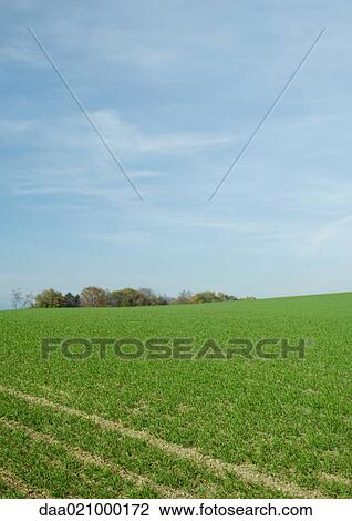 Crop field View Large Photo Image Stock Image - Crop field. Fotosearch