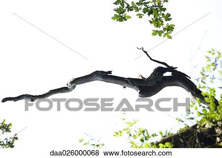 Stock Photo - Cropped view of bare tree branch, low angle view. Fotosearch
