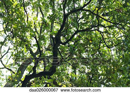 Cropped view of tree branches and foliage, low angle view View Large Photo Image Stock Photo - Cropped view of tree branches and foliage, low angle view. Fotosearch