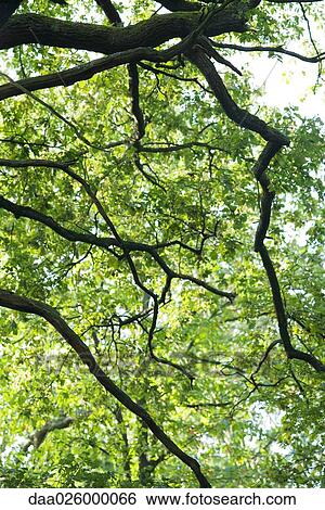 Stock Photograph - Cropped view of tree branches and foliage, low angle view. Fotosearch