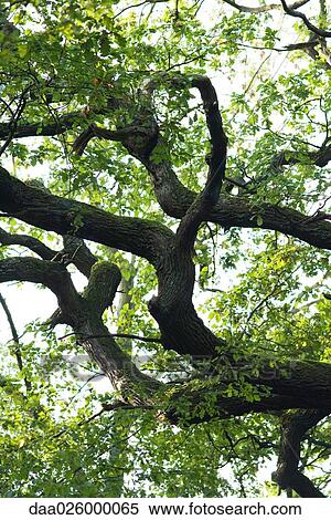 Cropped view of tree branches and foliage, low angle view View Large Photo Image Stock Photography - Cropped view of tree branches and foliage, low angle view. Fotosearch
