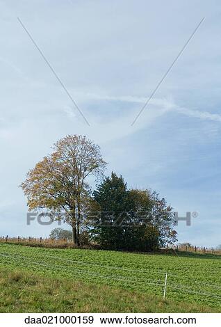 Crops growing in green field View Large Photo Image Stock Photo - Crops growing in green field. Fotosearch