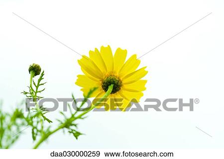 Stock Photo - Crown daisy, low angle view. Fotosearch