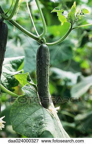 Stock Photo - Cucumber growing in garden, close-up. Fotosearch