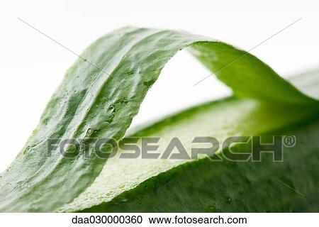 Cucumber peel, close-up View Large Photo Image Stock Image - Cucumber peel, close-up. Fotosearch