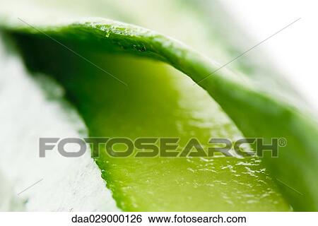 Stock Photograph - Cucumber peel, close-up. Fotosearch