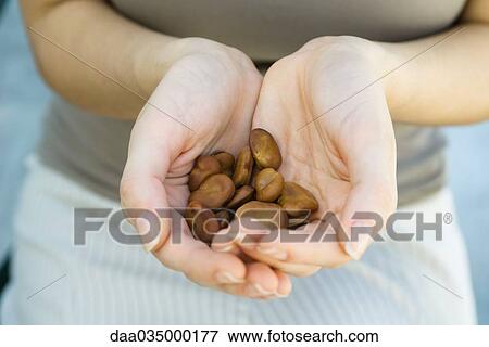 Cupped hands holding large brown seeds View Large Photo Image Stock Photo - Cupped hands holding large brown seeds. Fotosearch