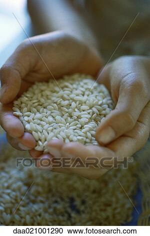 Cupped hands holding rice View Large Photo Image Stock Image - Cupped hands holding rice. Fotosearch