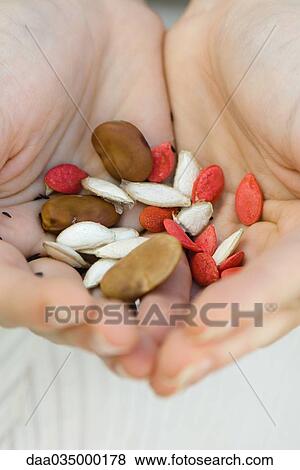 Cupped hands holding variety of seeds View Large Photo Image Stock Photo - Cupped hands holding variety of seeds. Fotosearch