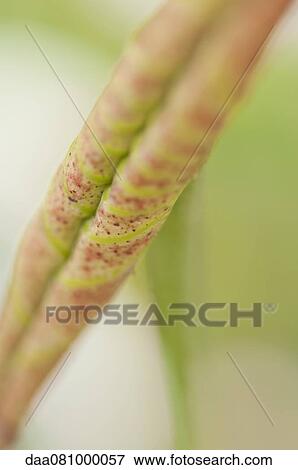 Curled up leaf, close-up View Large Photo Image Stock Photo - Curled up leaf, close-up. Fotosearch