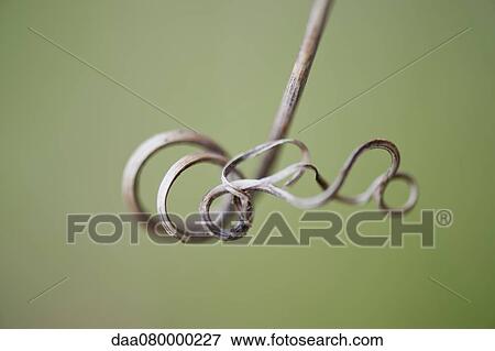 Curled vine tendril View Large Photo Image Stock Photo - Curled vine tendril. Fotosearch