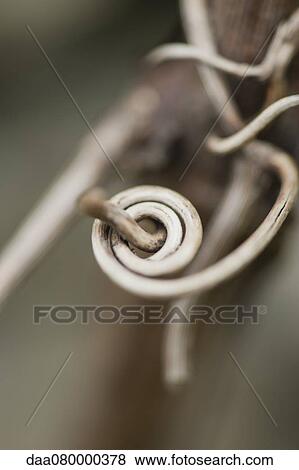 Stock Photo - Curled vine tendril. Fotosearch