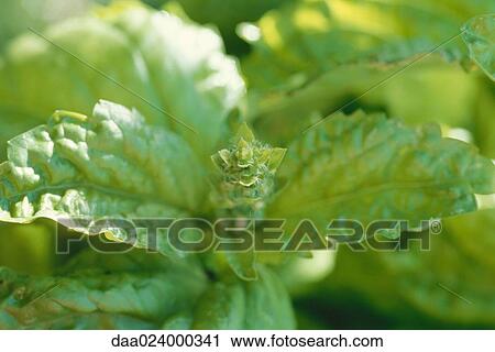 Stock Image - Curly basil, close-up. Fotosearch